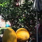 Zevkliler 住宿加早餐酒店 阿拉恰特